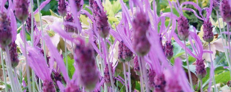 Lavandula stoechas (french name : "lavande papillon)