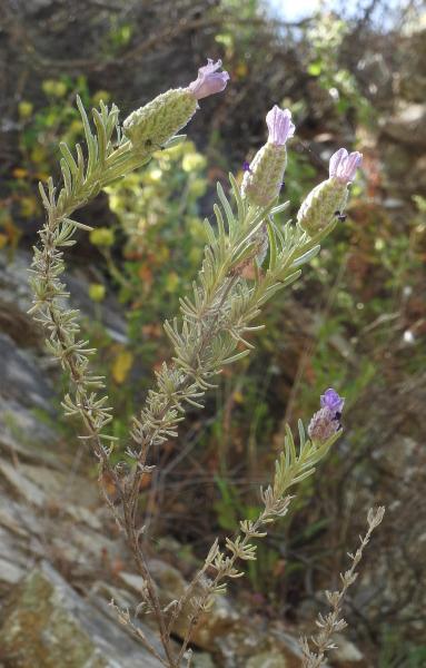 Topped lavender (Lavandula stoechas) between Nea Roumata and Skines, Crete, Greece