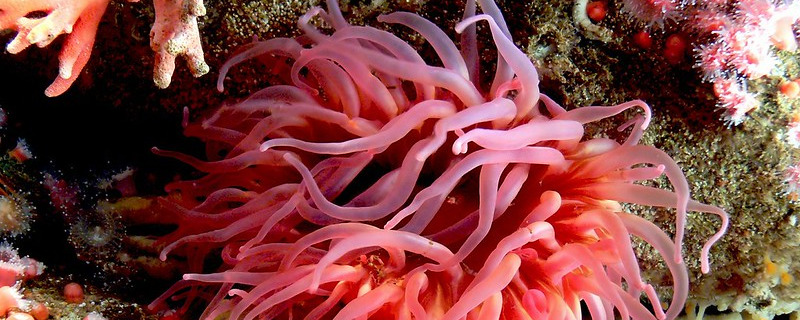 Sea Anemone