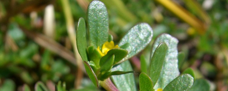 Common Purslane