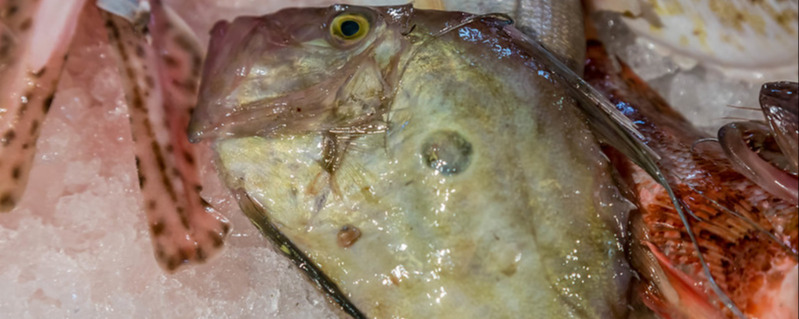 John Dory fish on fish market