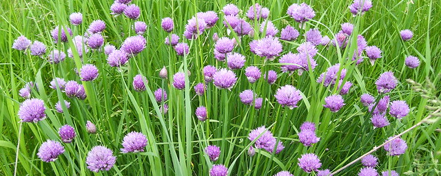 Chives