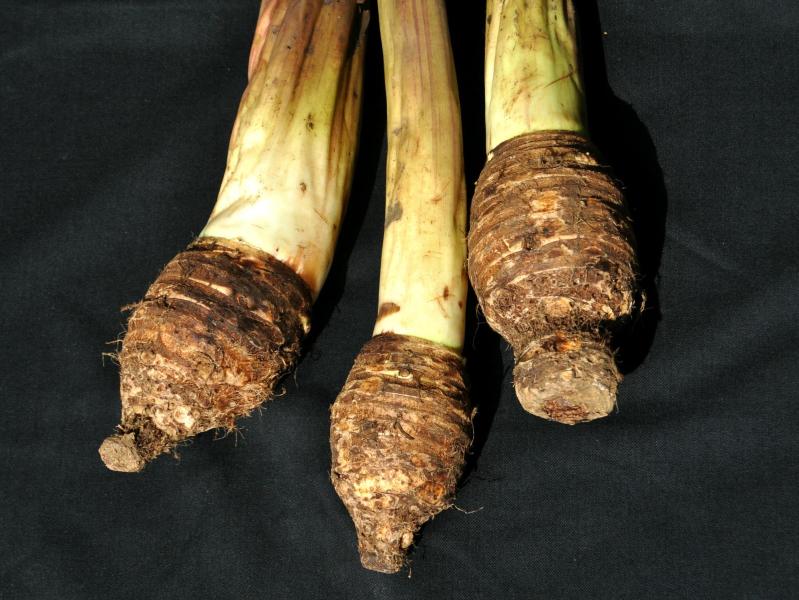 Taro, Colocasia esculenta corms.  From Bogor, West Java, Indonesia.