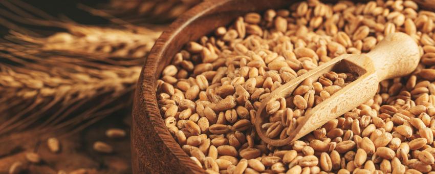 Raw wheat grains in a wooden bowl and in a scoop, close-up