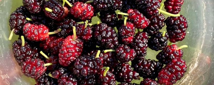 Hand holding plastic container filled with mulberries