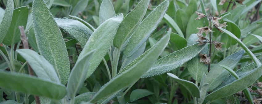 Sage, salvia