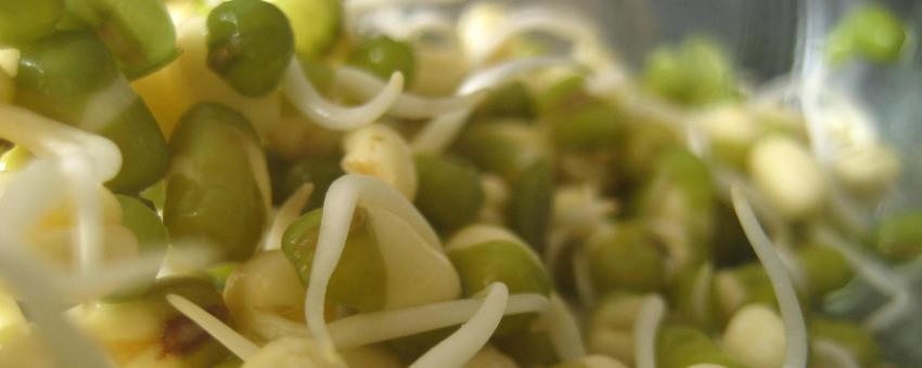 bean sprouts!