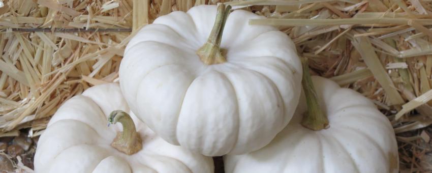 Mini white pumpkins