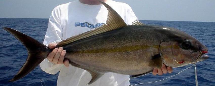 An amberjack jigged up from the rockpile off Cape Hatteras, NC.