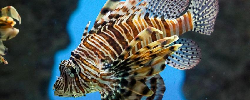 Red Lionfish