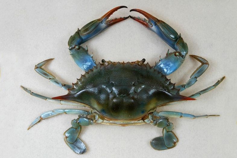A female Atlantic Blue Crab (Callinectes sapidus) in the permanent collection of The Children’s Museum of Indianapolis