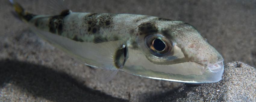 Silver puffer (Lagocephalus sceleratus), Rao west of Morotai in Indonesia