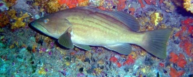 Epinephelus costae