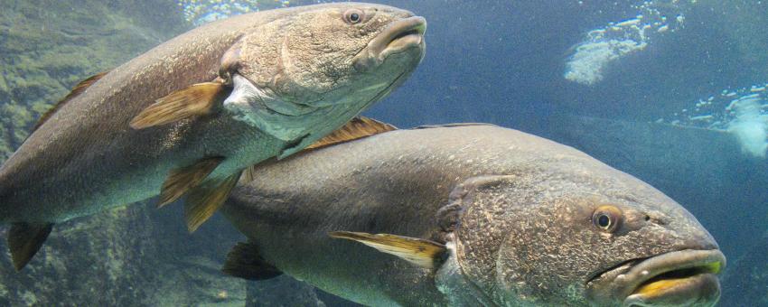 Two meagres (Argyrosomus regius) in Cretaquarium.