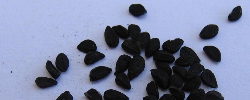 Seeds of Nigella sativa, a.k.a. kalonji, fennel flower, black caraway, nutmeg flower, or Roman coriander;Photographed by TheGoblin 22:06, 18 February 2006 (UTC)