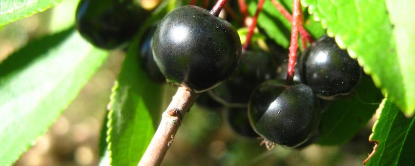 Aronia berries