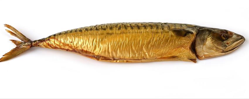 Atlantic mackerel Scomber scombrus.