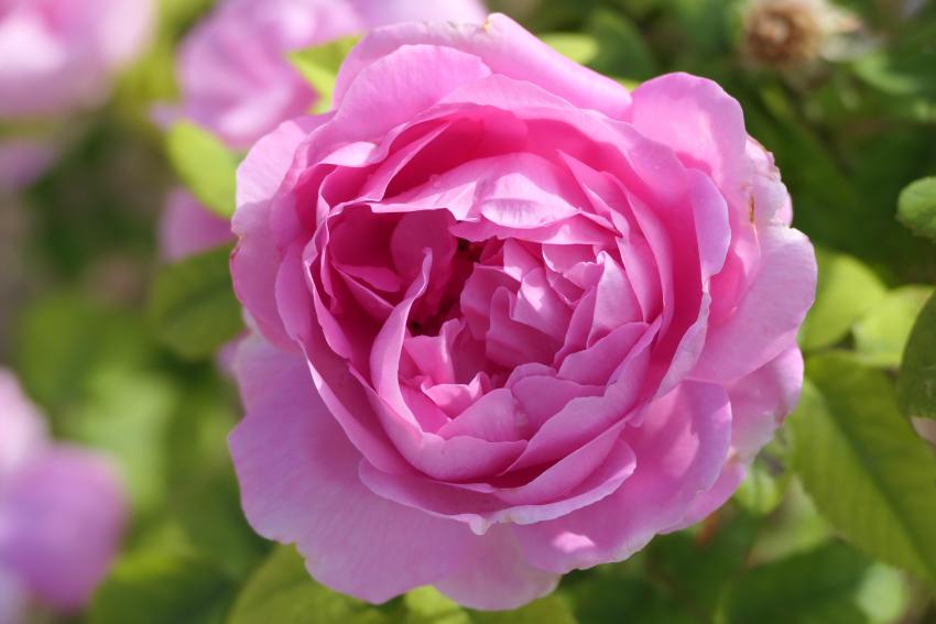 Pink Rose. Sitia Crete.