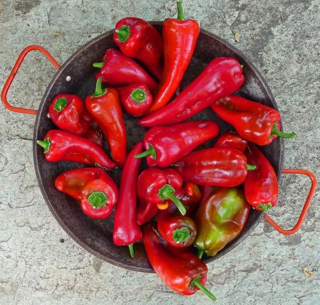 The Florina pepper (Greek: πιπεριά Φλωρίνης) is a pepper cultivated in the northern Greek region of Western Macedonia and specifically in the wider area of Florina
