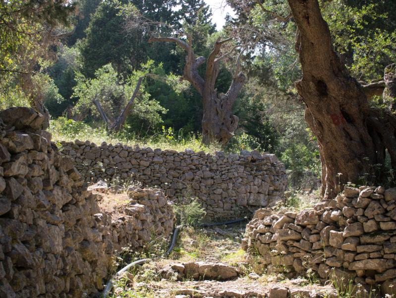 Olive groves