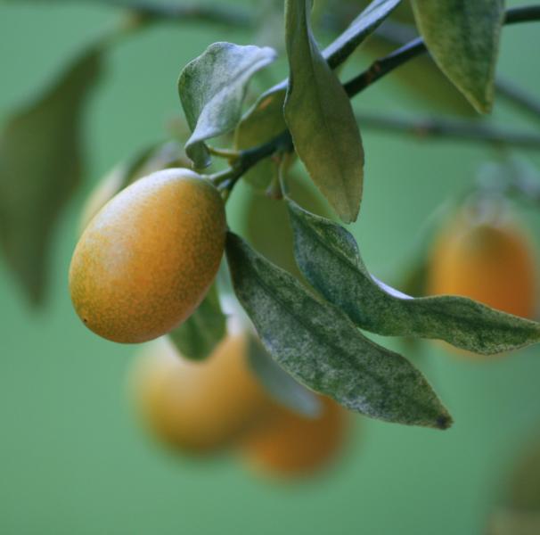 Kumquat