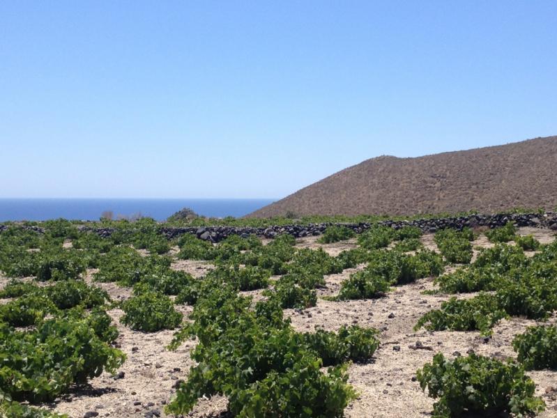 Assyrtiko Vines