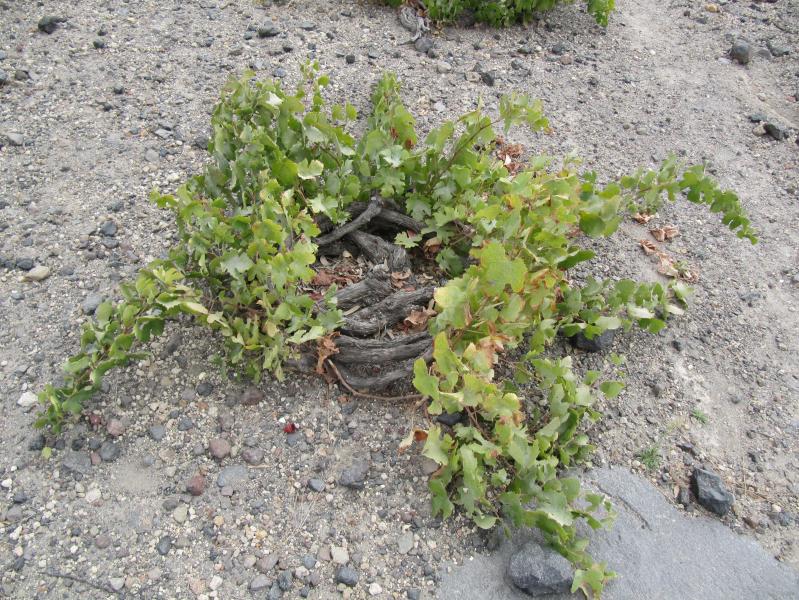 Santorini Grape Vine struggles