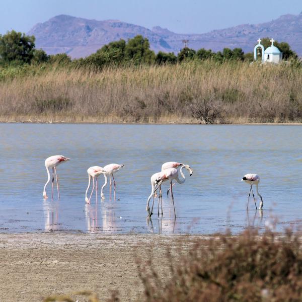 Flamencos in Tigaki on Kos island