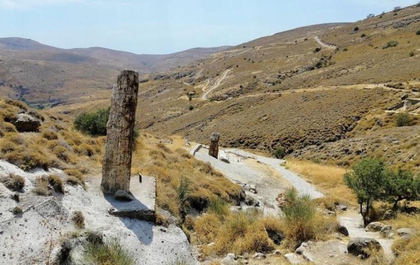 petrified forest at Sigri