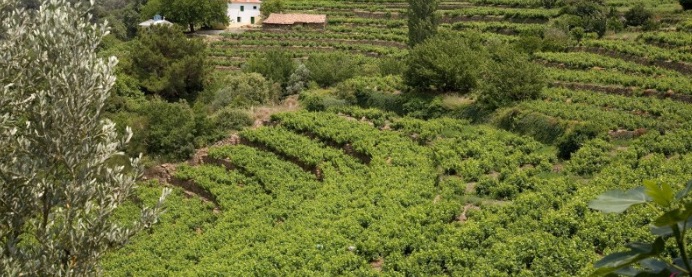 Vines on Samos