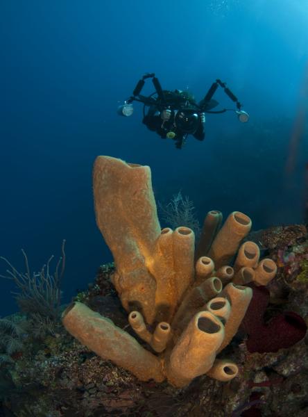 Tube sponges and diver
