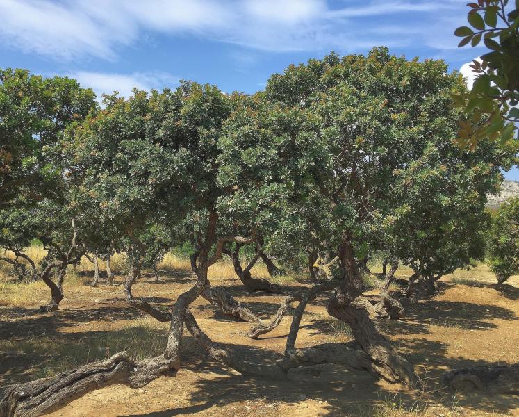 Greece (Chios Island) Famous for its mastic trees