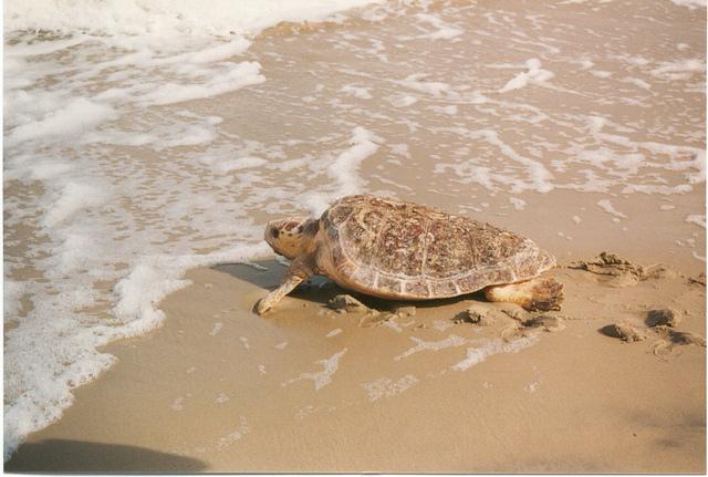 Loggerhead sea turtle