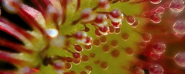 Sundew (Drosera rotundifolia) Sundew (Drosera rotundifolia)