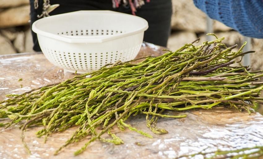 Wild asparagus