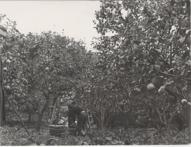 Bergamot harvest in the countryside of Reggio Calabria