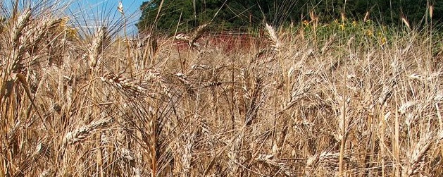 Triticum durum