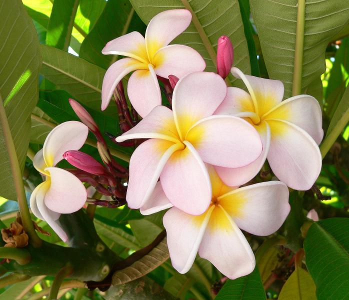 Plumeria (Frangipani) flowers at Constantia, South Africa