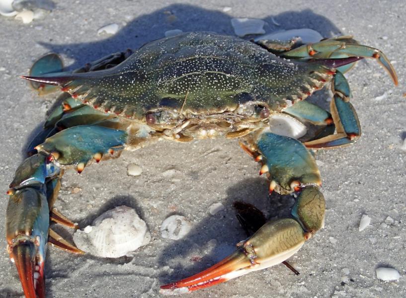 Callinectes sapidus Rathbun, oblique anterior view of a female blue crab in Florida, USA.