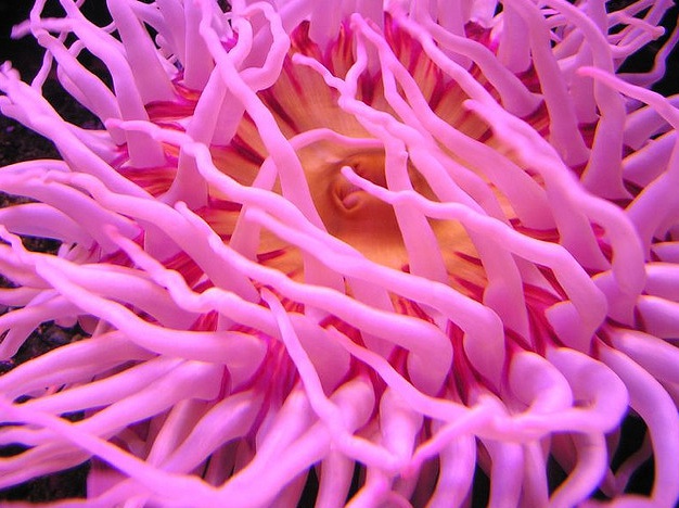 Sea anenome