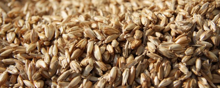 farro salad farro salad