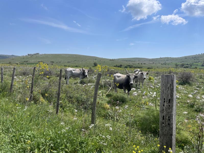 pololico cows in the Gargano