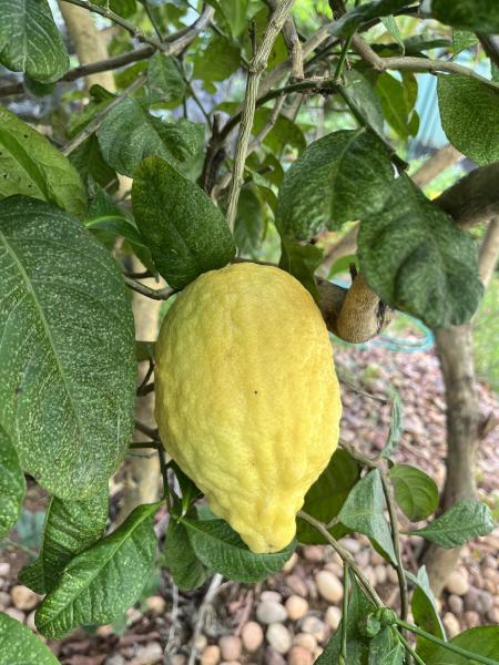 Ripe fruit of Diamante citron (Citrus medica cv. Diamante) plant pictured in Kerala, India.