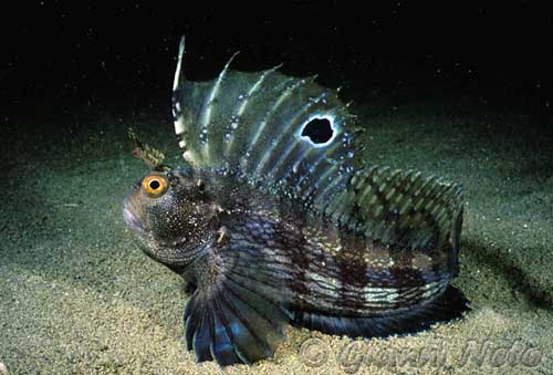 Butterfly Blenny