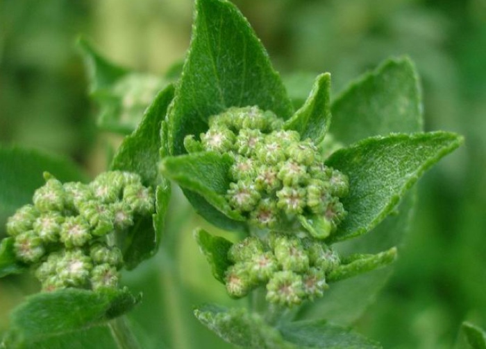 Tanacetum balsamita Tanacetum balsamita
