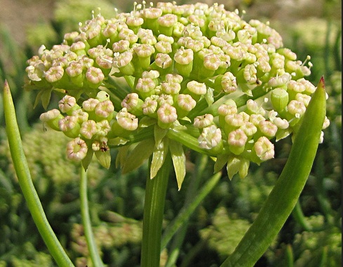 Rock Samphire (Crithmum maritimum) Rock Samphire (Crithmum maritimum)