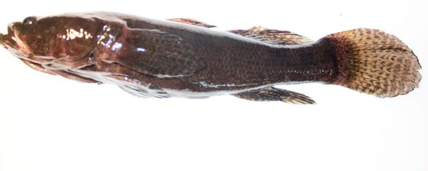 goby goby