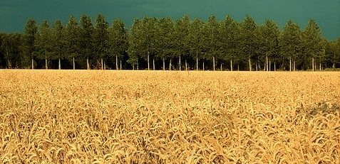 Wheatfield Wheatfield