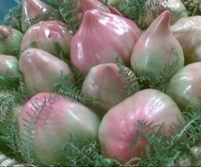 Pomodoro di Belmonte Pomodoro di Belmonte