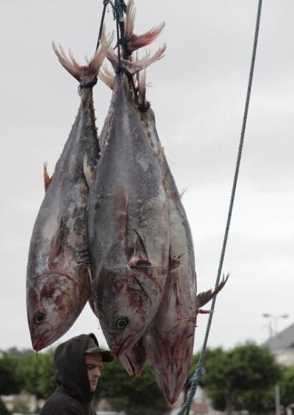 Tuna Tuna